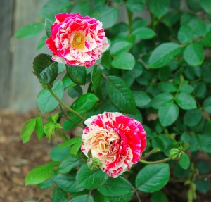 2Roses2