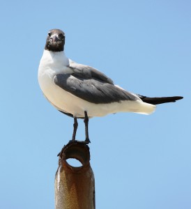 In Galveston 2