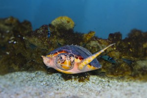 Turtle